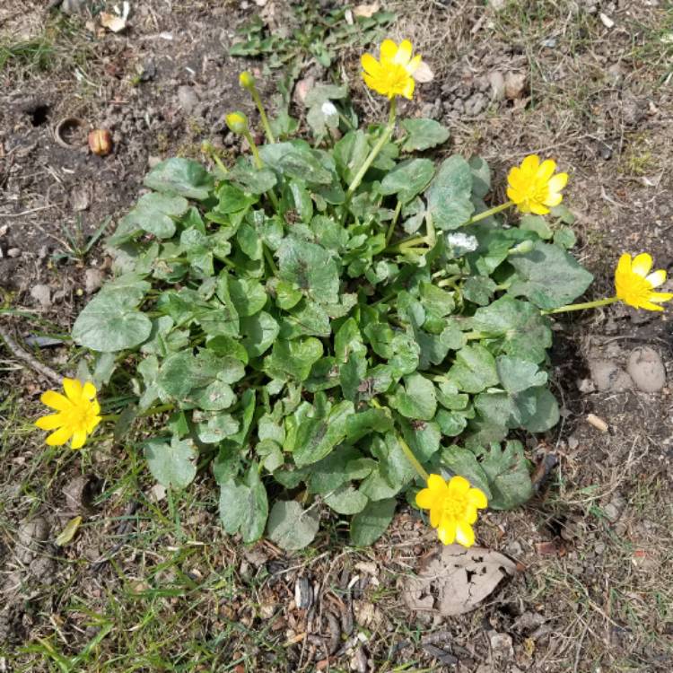 Plant image Ficaria verna 'Green Petal'