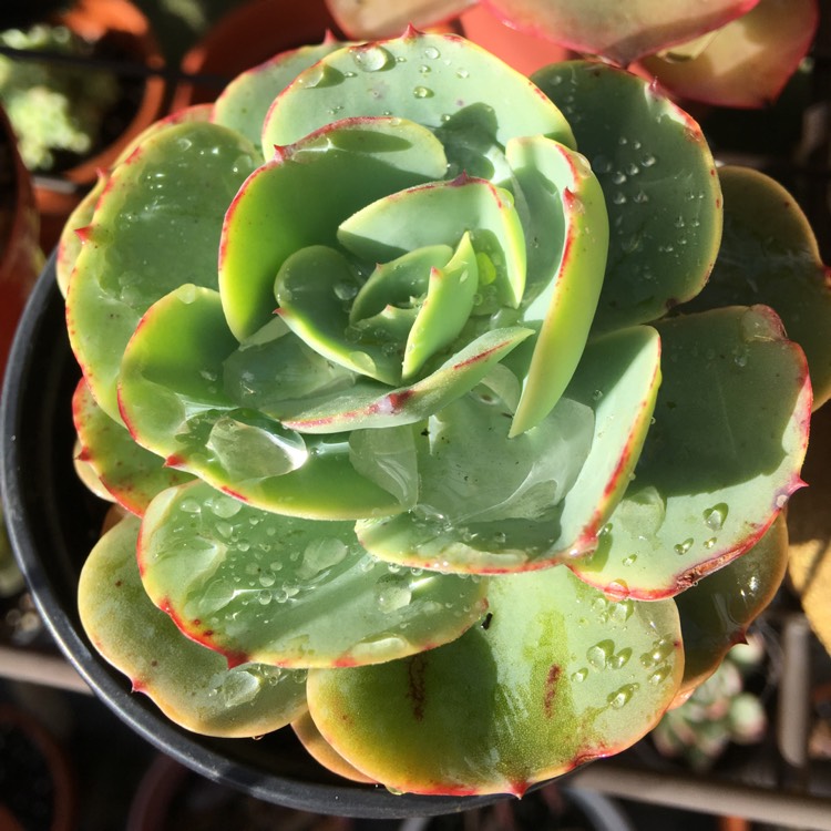 Plant image Echeveria Love's Light