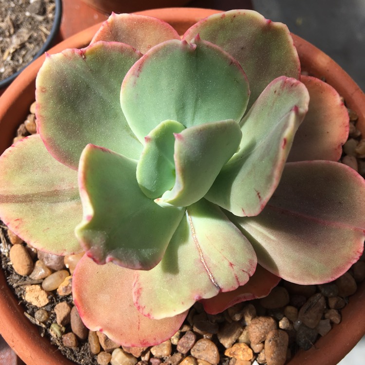 Plant image Echeveria Harry Butterfield