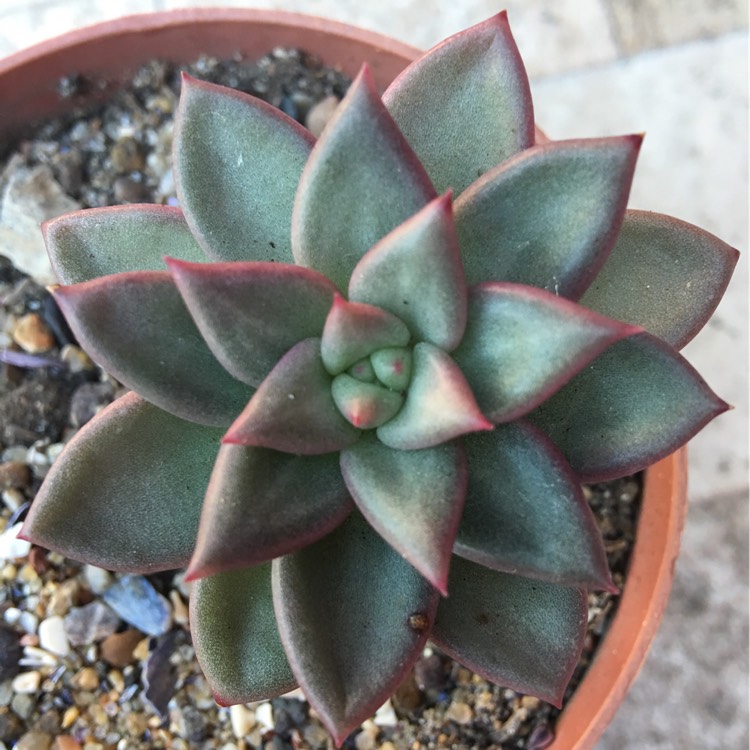 Plant image Echeveria J.C. Van Keppel