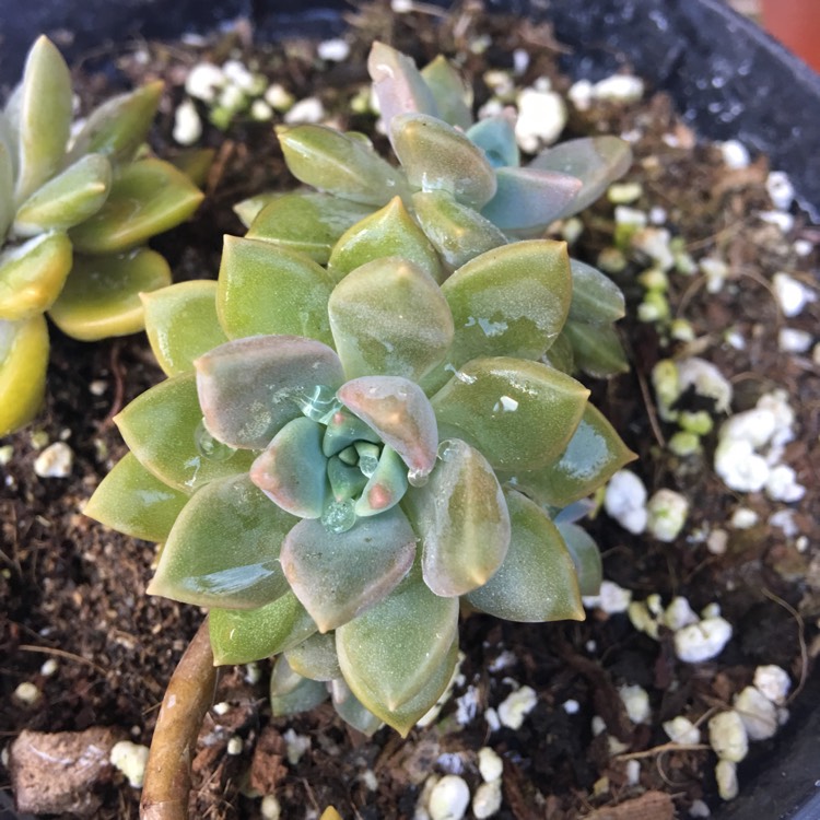 Plant image xGraptoveria Acaulis