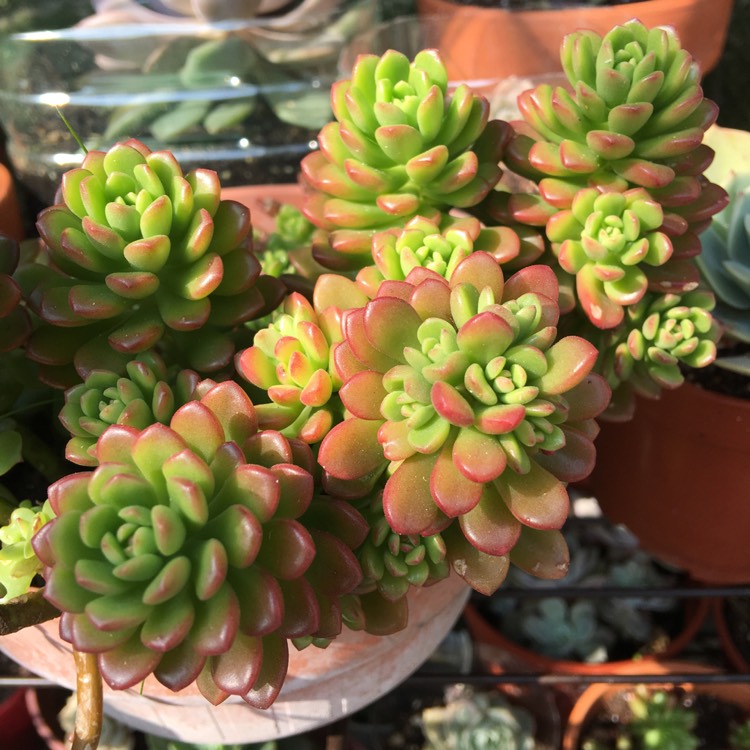 Plant image Sedum Joyce Tulloch
