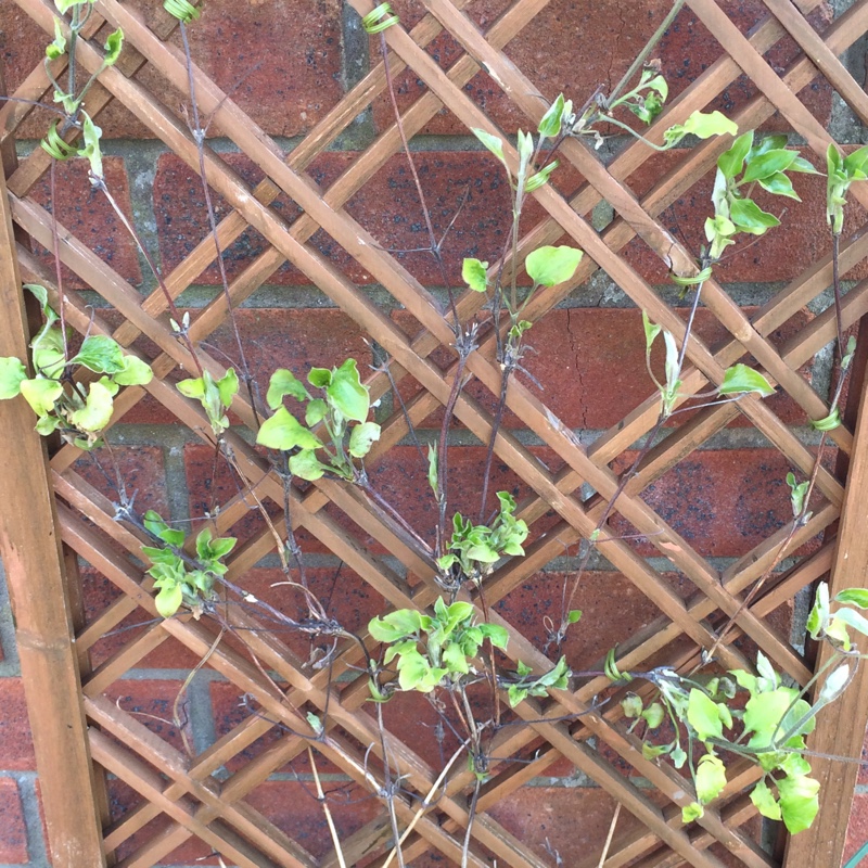 plant image 28897 plant image 28897