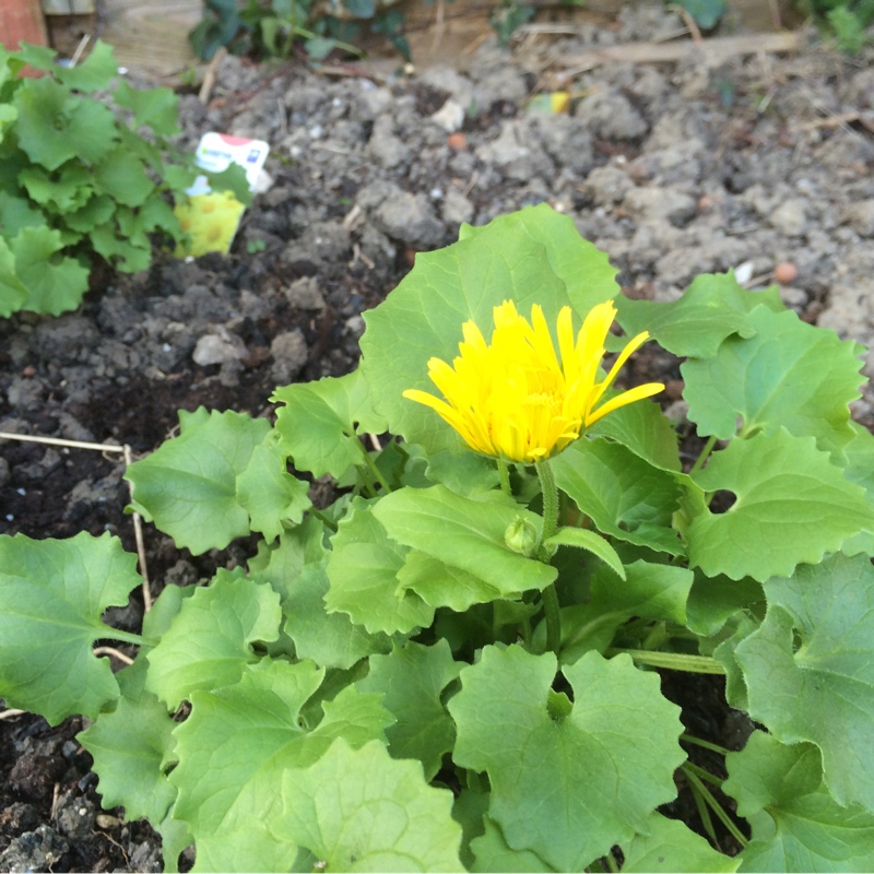 plant image 33562
