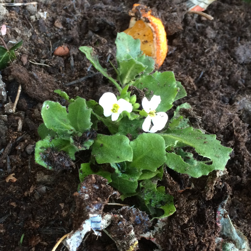 plant image 33573 plant image 33573