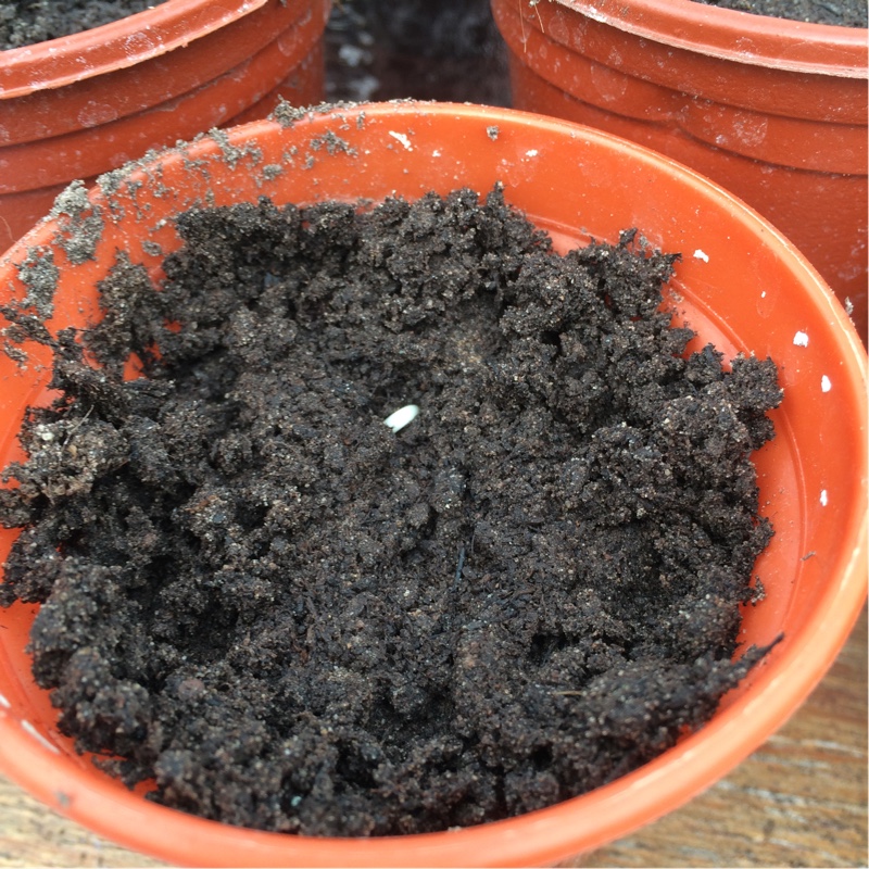 Plant image Phaseolus Vulgaris 'Purple Queen'