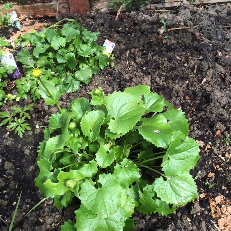 plant image 54601