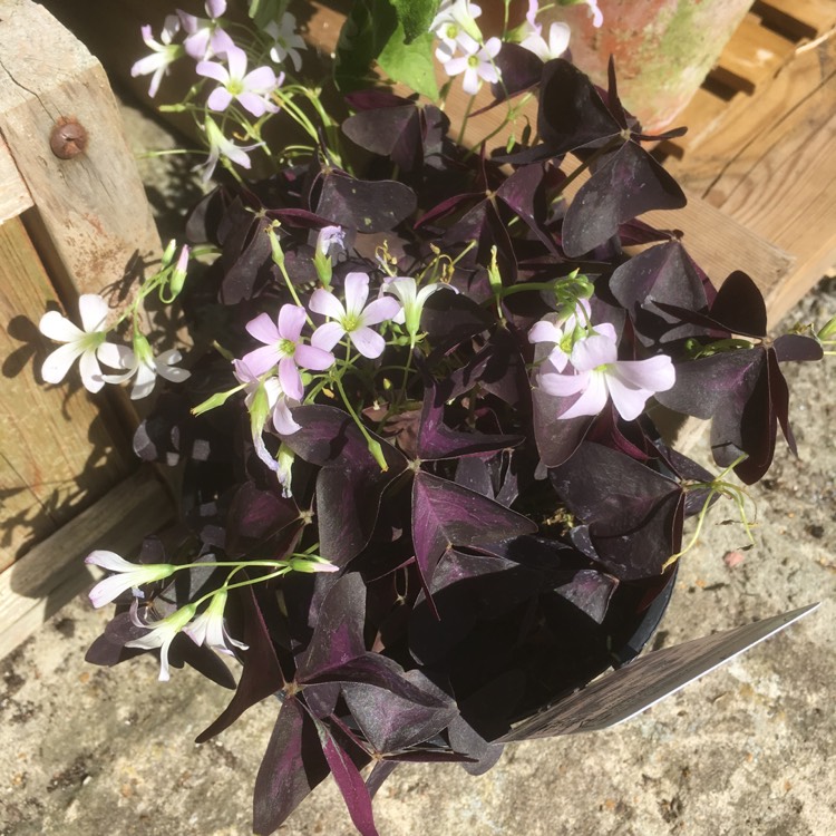 plant image 785005