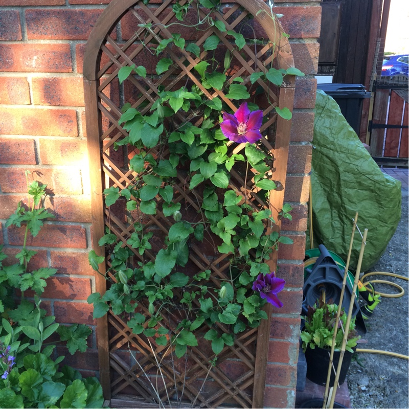 plant image 84866 plant image 84866