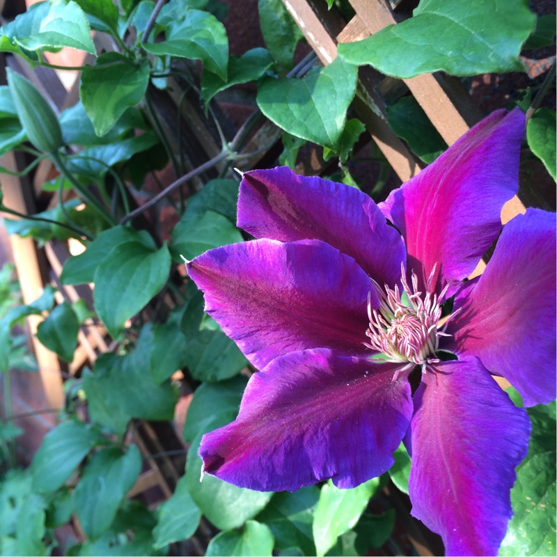 plant image 84868 plant image 84868