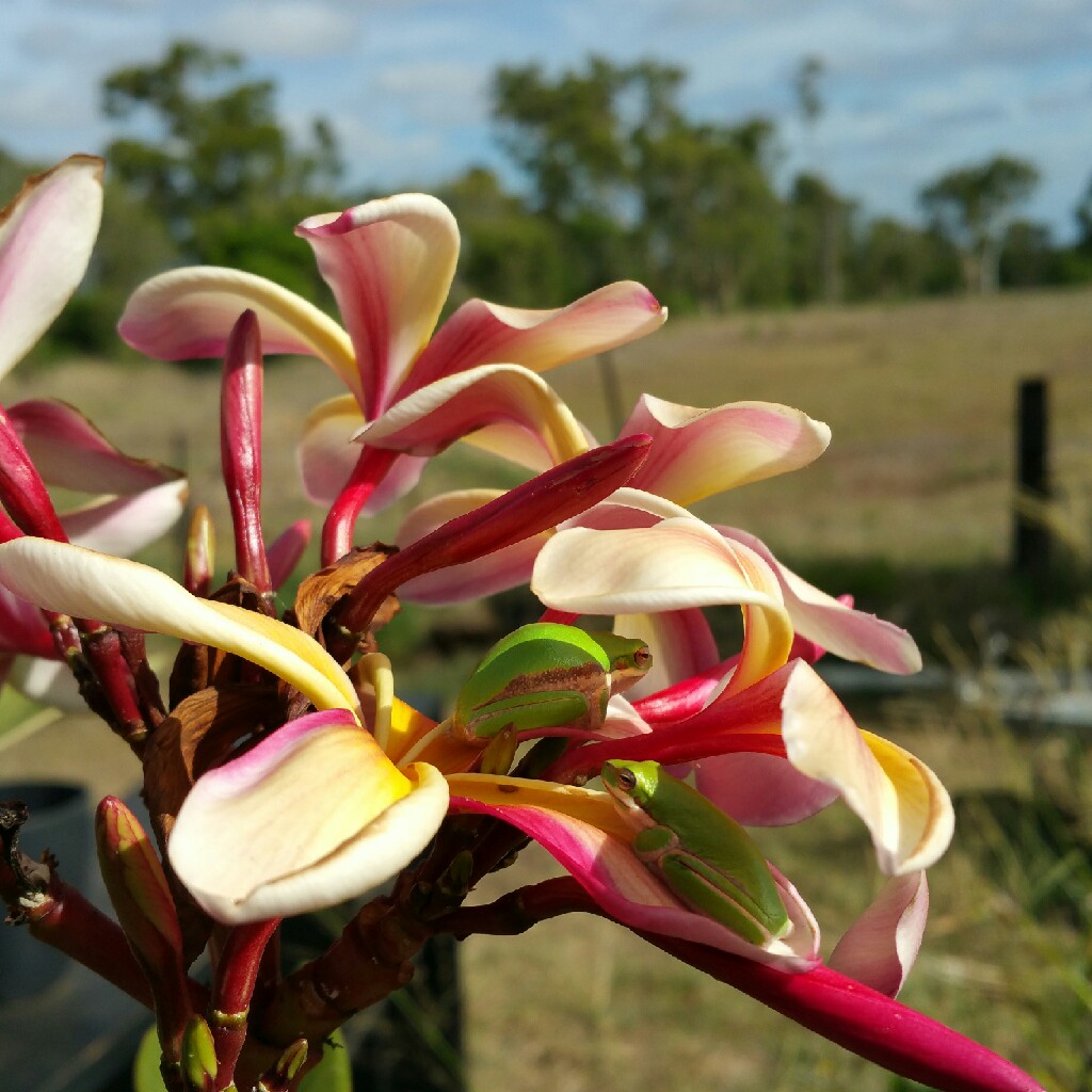 Frangipani