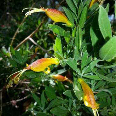 Eremophila