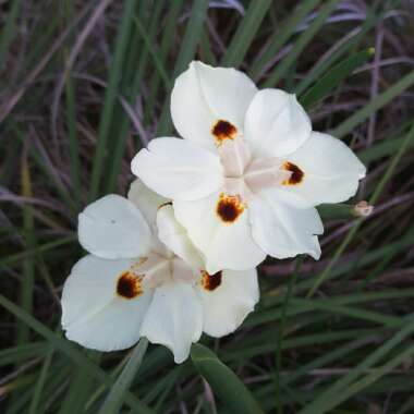 Dietes bicolor