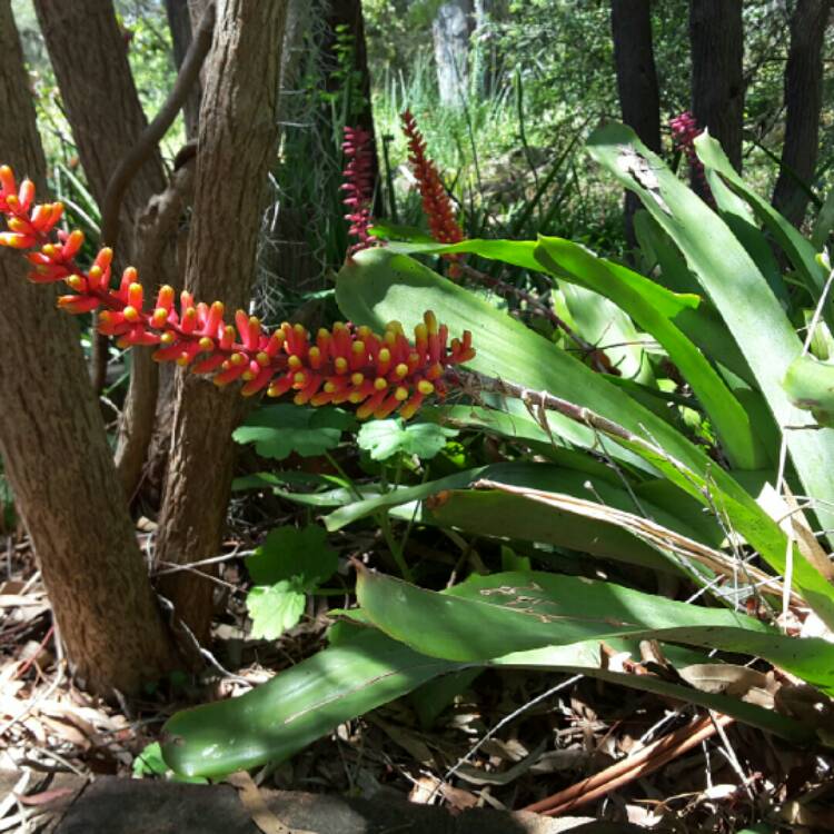 plant image 261616
