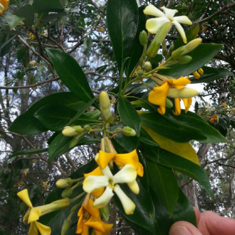 Plant image Hymenosporum flavum