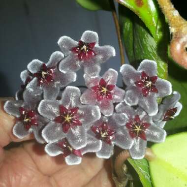 Hoya Carnosa