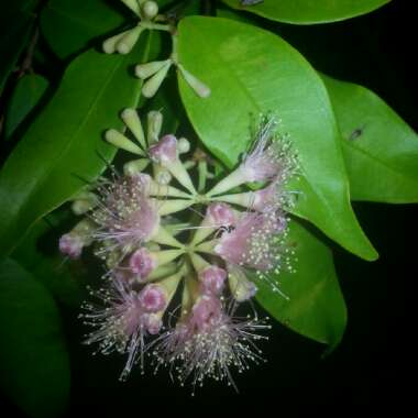 Syzygium 'Cascade'