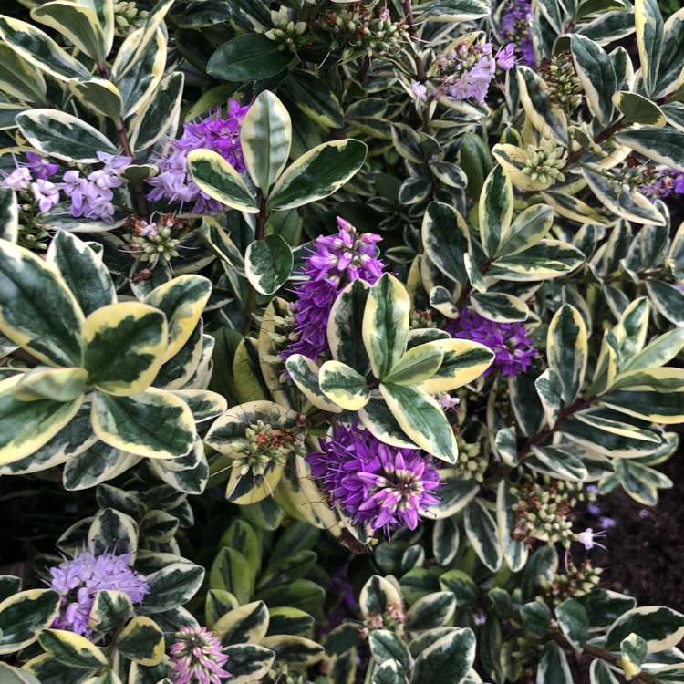 Plant image Hebe glaucophylla