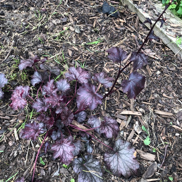 Plant image Heuchera 'Amethyst Myst'