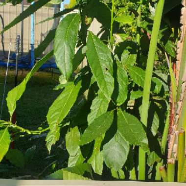Whitney's garden