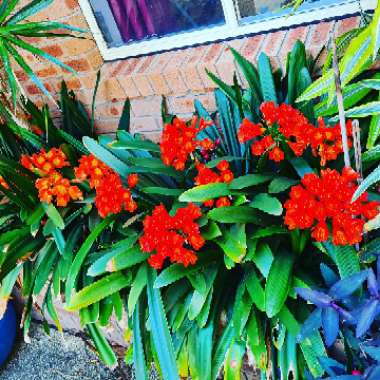 Whitney's garden