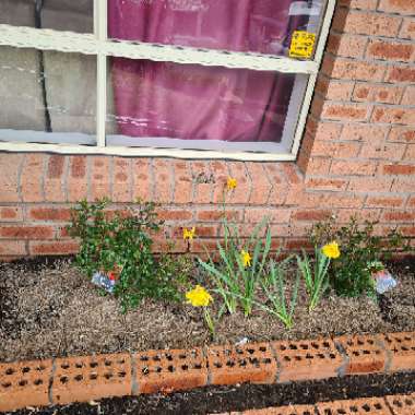 Whitney's garden