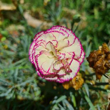 Whitney's garden