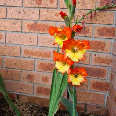 Whitney's garden