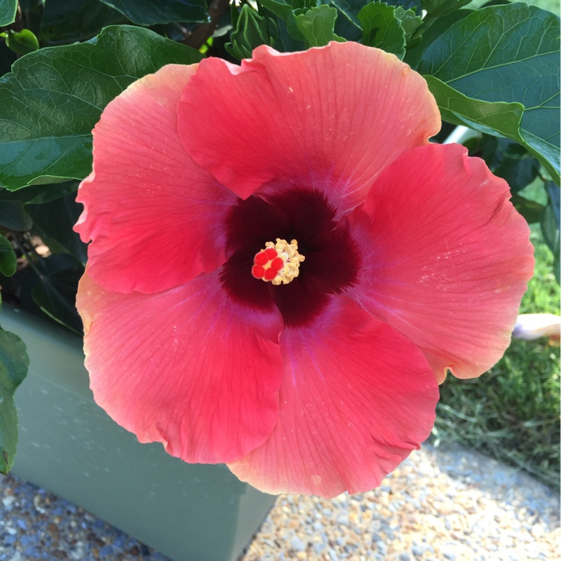 plant image 139644 plant image 139644