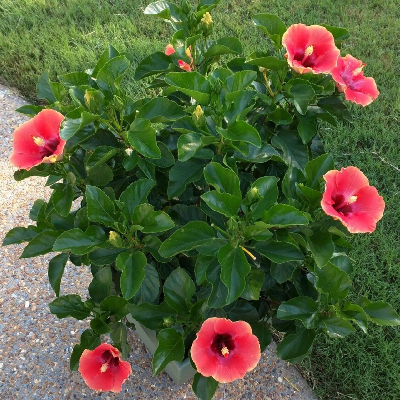 plant image 145522 plant image 145522