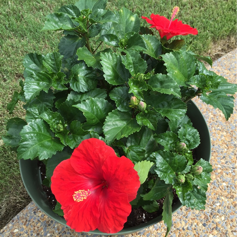plant image 150489 plant image 150489