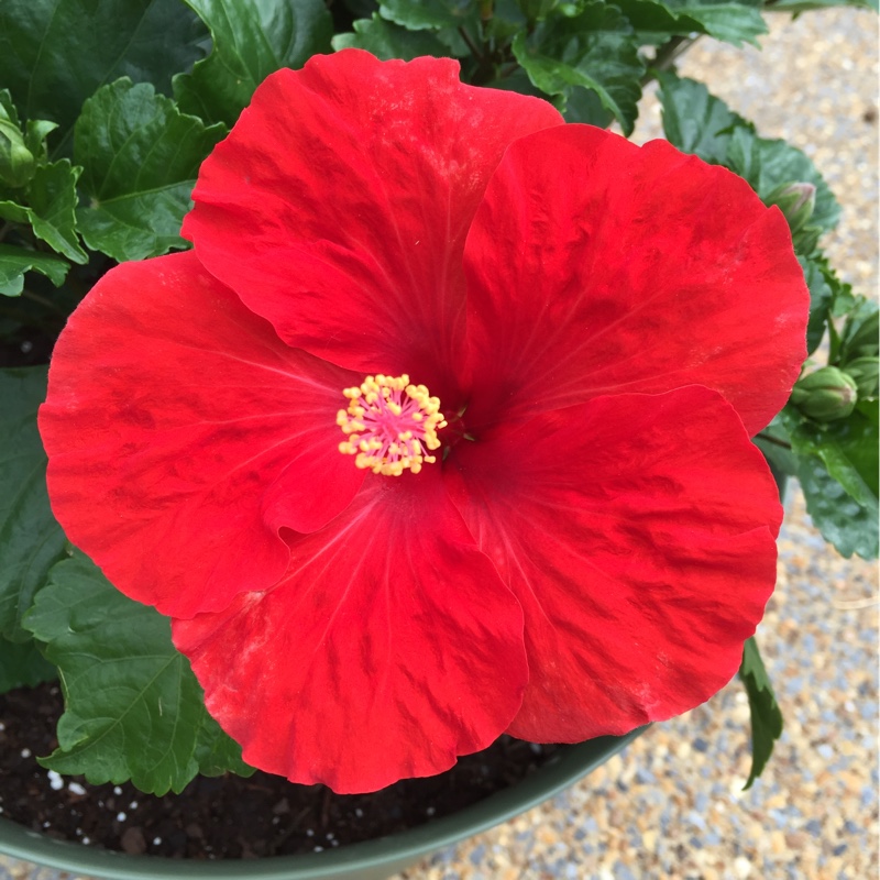 plant image 150491 plant image 150491