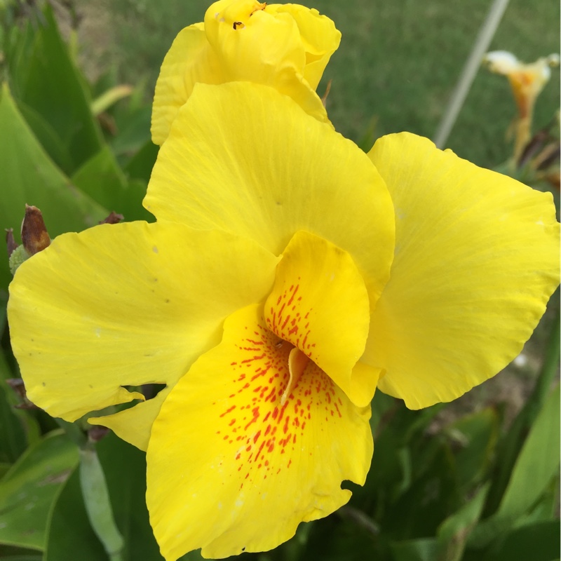 Plant image Canna 'Cleopatra' syn. Canna 'Yellow King Humbert', Canna 'Harlequin'