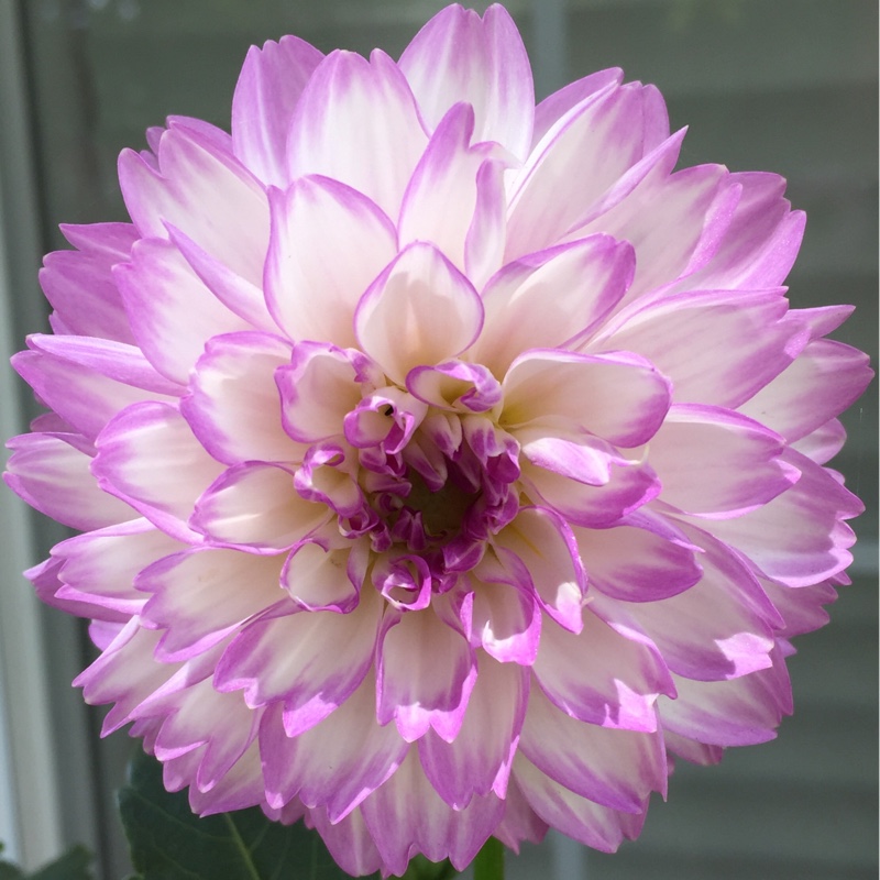 Plant image Dahlia 'Blended Beauty'