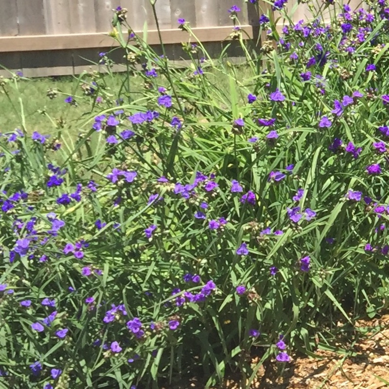Plant image Tradescantia (Andersoniana Group) 'Purple Dome'