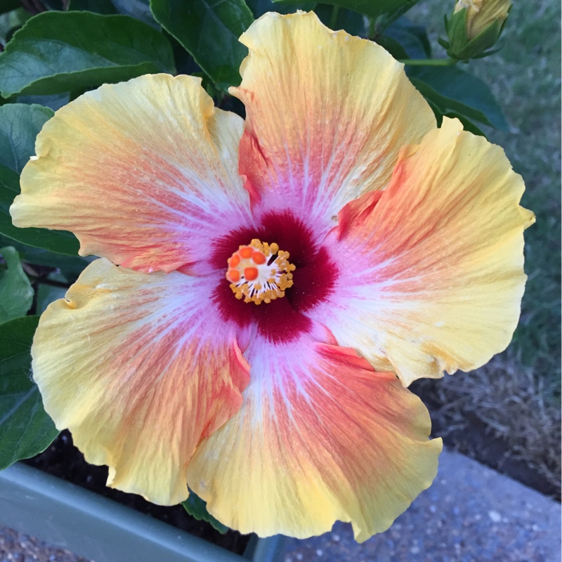 plant image 87463 plant image 87463