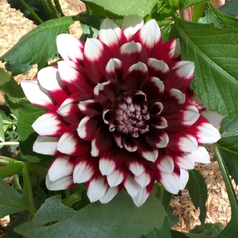 plant image 92479