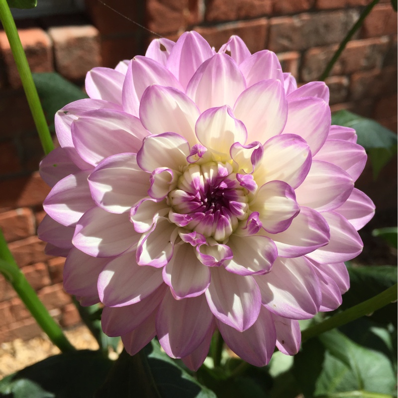 plant image 96003