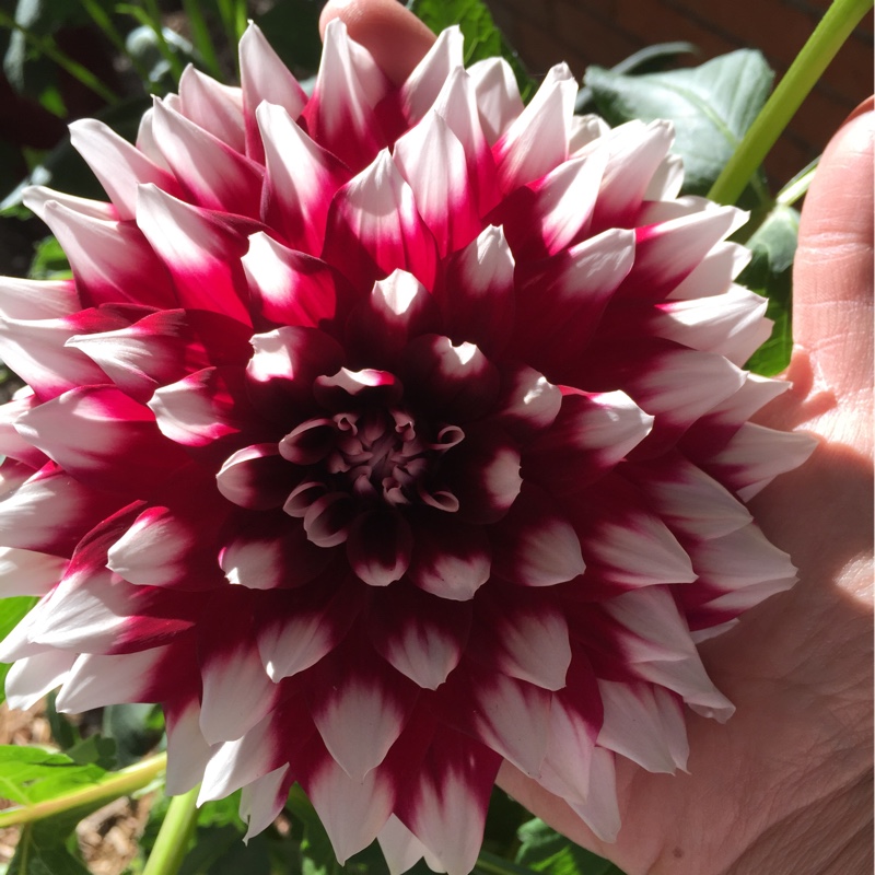 plant image 98904