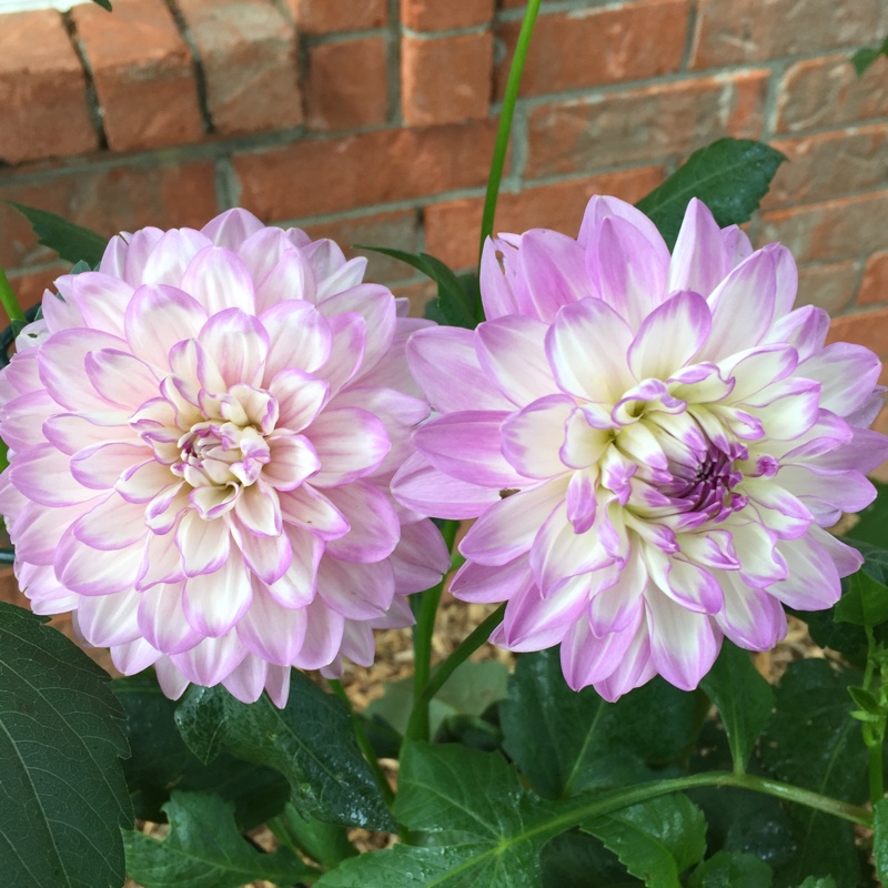 plant image 99992