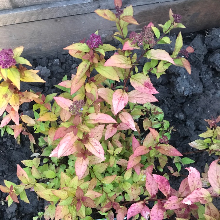 Plant image Spiraea japonica 'Firelight'