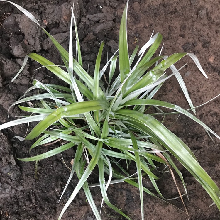 Plant image Astelia Banksii
