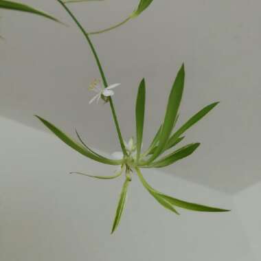 Chlorophytum comosum 'Variegatum'
