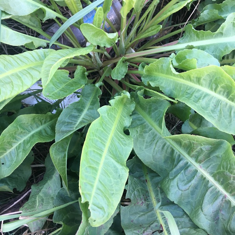 plant image 565088