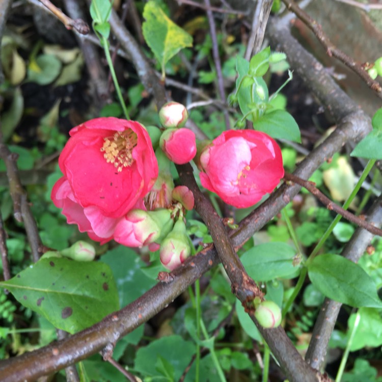 Plant image Chaenomeles x superba 'Pink Lady'
