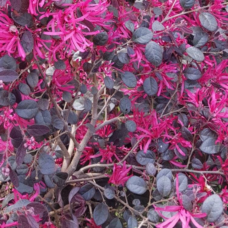 Plant image Loropetalum chinense var. rubrum 'Fire Dance'
