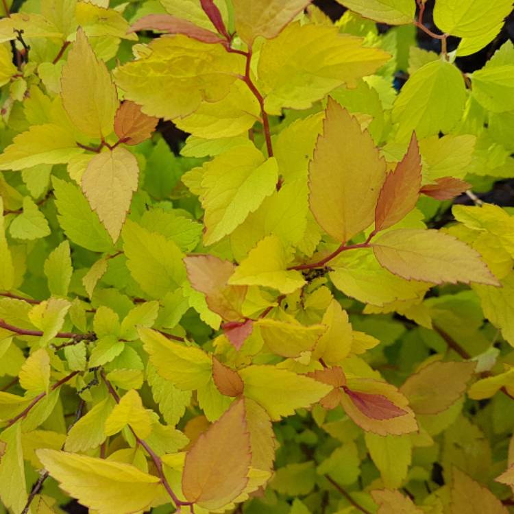Plant image Spiraea japonica 'Firelight'