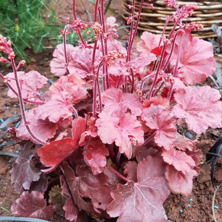 Plant image Heuchera 'Cherry Cola'