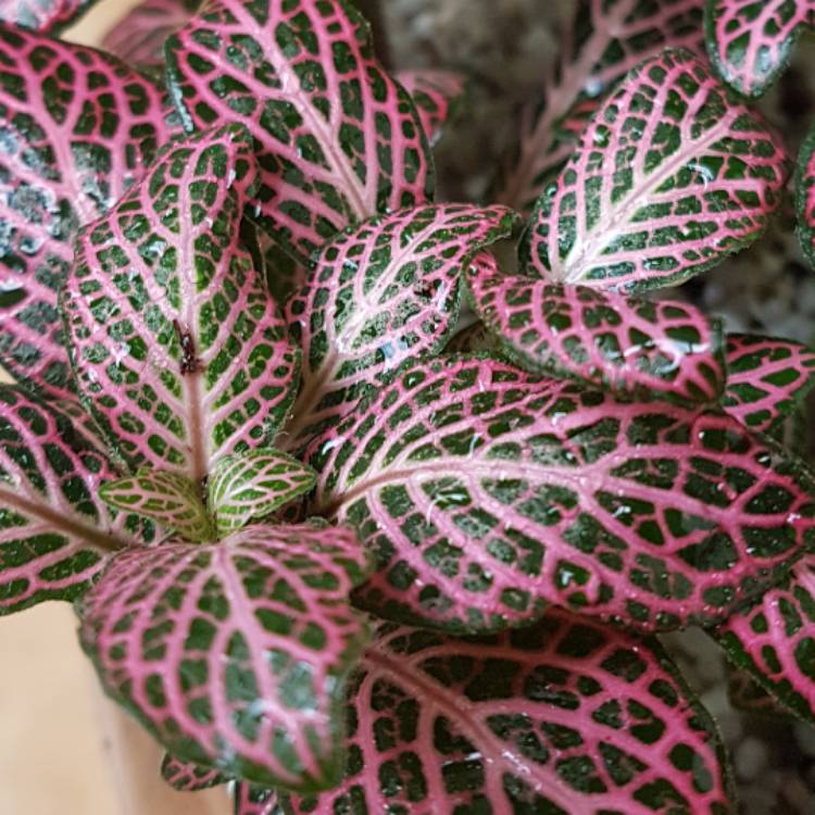 Plant image Fittonia argyroneura 'Red Anne'