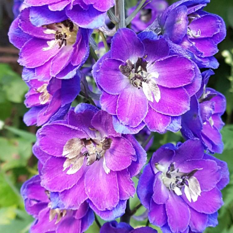 Plant image Delphinium elatum 'Faust'